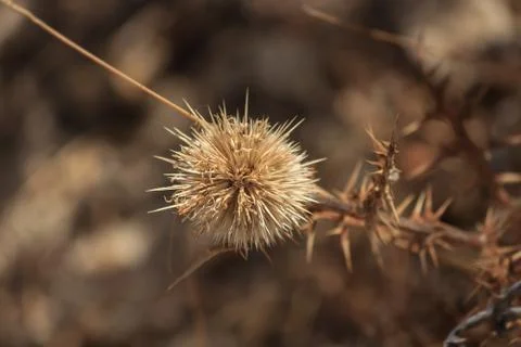 Prickly Stock Photos