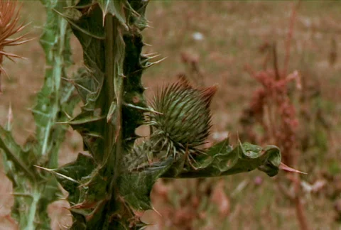 Prickly plant 1 Stock Footage 381141