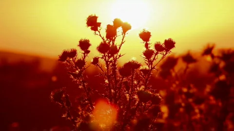 Prickly plant 1 Stock Footage 860757