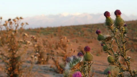 Prickly plant 10 Stock Footage 860755