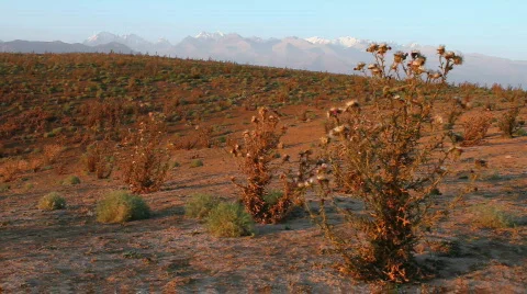 Prickly plant 13 Video stock 860780