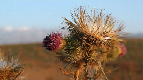 Prickly plant 15 Stock Footage 860760