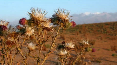 Prickly plant 16 Stock Footage 860784