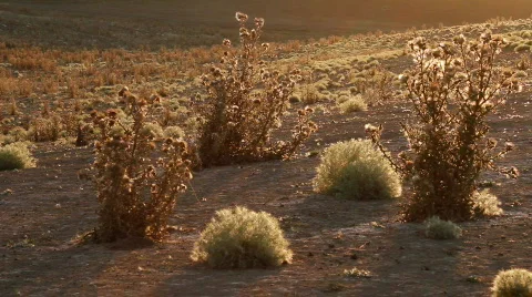 Prickly plant 17 Video stock 860789