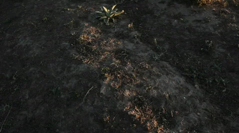 Prickly plant 18 Stock Footage 860787