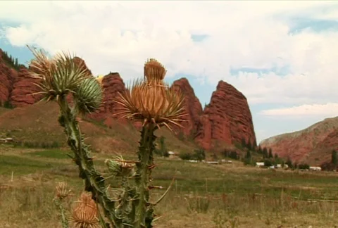 Prickly plant 2  Stock Footage 381137