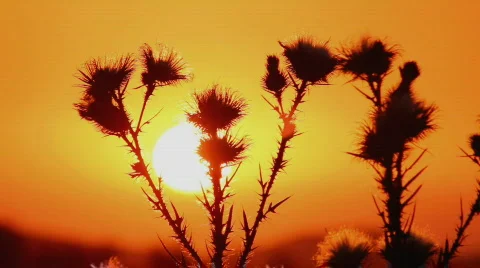 Prickly plant 2 Video stock 860758