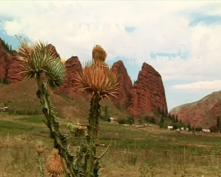 Prickly plant 2 P Stock Footage 514255