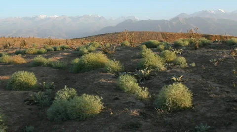 Prickly plant 21 Video stock 860786