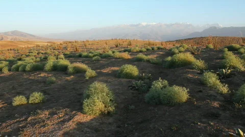 Prickly plant 22 Stock Footage 860812