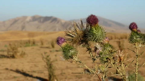 Prickly plant 25 Video stock 860805