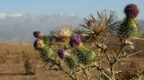 Prickly plant 26 스톡 동영상 860808
