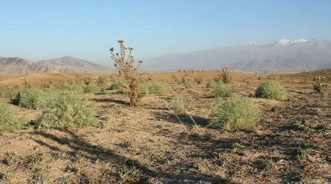 Prickly plant 27 Video stock 860818