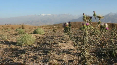 Prickly plant 28 Stock Footage 860810