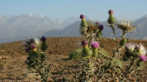Prickly plant 29 스톡 동영상 860811