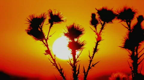 Prickly plant 3 Stock Footage 860763