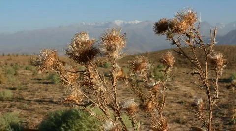 Prickly plant 30 Stock Footage 860817