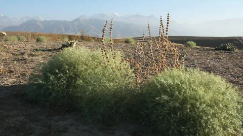 Prickly plant 32 Video stock 860819