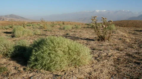 Prickly plant 33 Stock Footage 860823