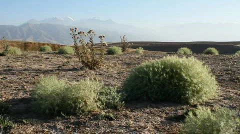 Prickly plant 34 Stock Footage 860822