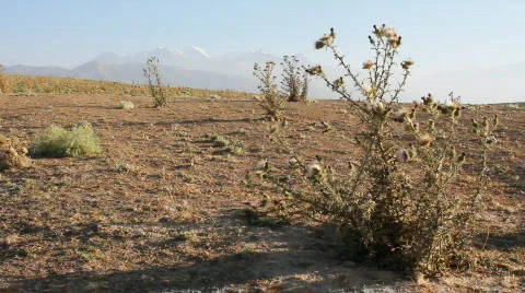 Prickly plant 35 Stock Footage 860848