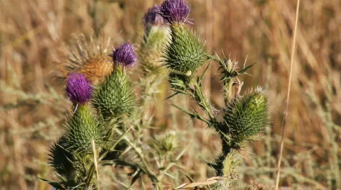 Prickly plant 36 Stock Footage 860841