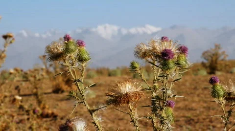 Prickly plant 37 스톡 동영상 860840