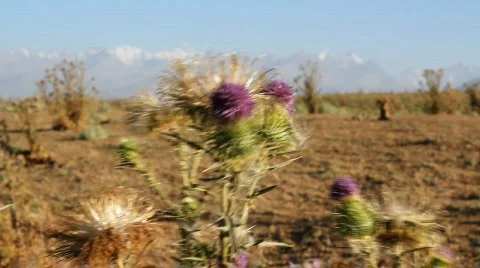 Prickly plant 38 Stock Footage 860839