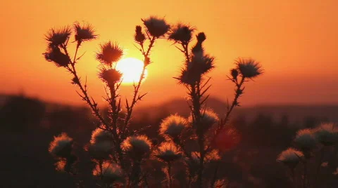 Prickly plant 4 Stock Footage 860761