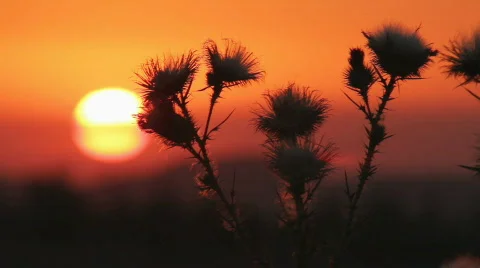 Prickly plant 5 Stock Footage 860749