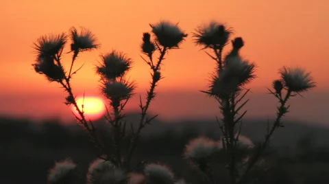 Prickly plant 6 Video stock 860752