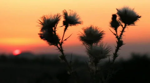 Prickly plant 7 Stock Footage 860762