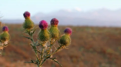 Prickly plant 8 스톡 동영상 860751