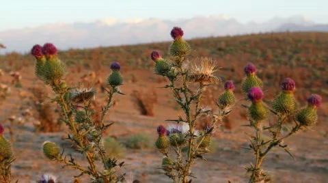 Prickly plant 9 스톡 동영상 860768