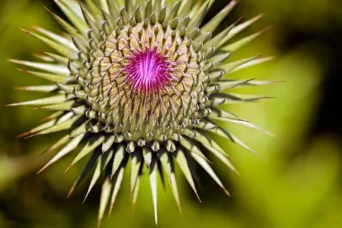 Prickly plant Free Stock Photos