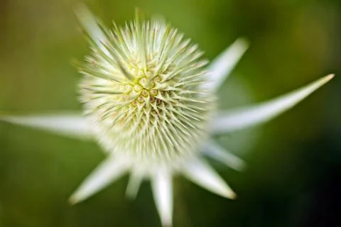 Prickly plant Free Stock Photos