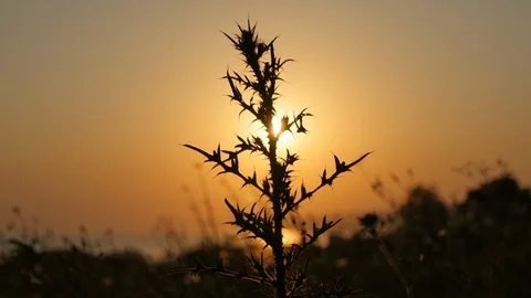 Prickly Plant at Sunset Stock Footage 89738789