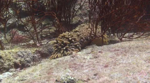 Prickly Red Sea Cucumber Stock Footage 22307771
