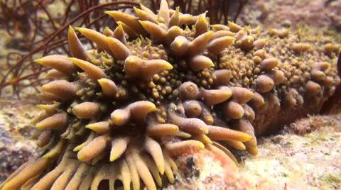 Prickly Red Sea Cucumber Stock Footage 22308681