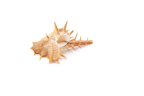 Prickly seashell isolated on white Foto stock