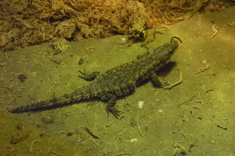 Prickly, a small lizard sits with a pensive look. Maybe she does not like wha Stock Photos