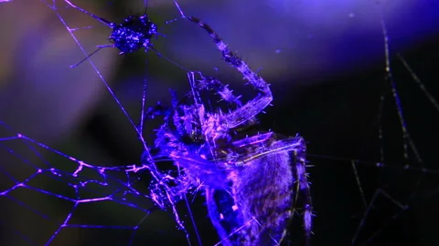 Prickly spider in violet darkness Stock Footage 96337187