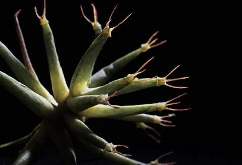 Prickly Succulent Foto stock