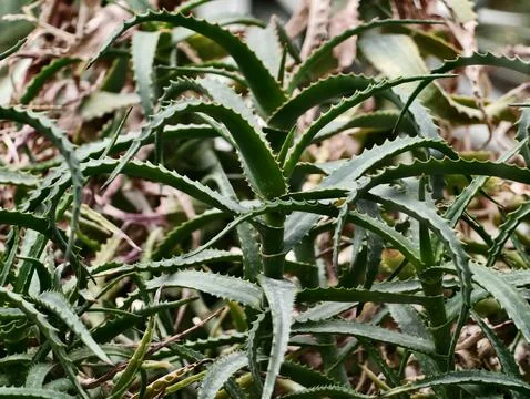 Prickly succulent rosette exhibiting coarse texture and sharp edges in brig.. Stock Photos