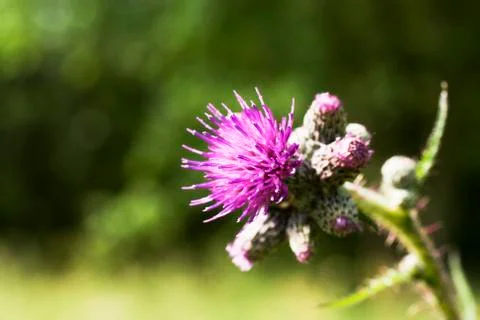 Prickly thistle Stock Photos