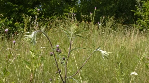 Prickly thistle plant stem standing in sunny meadow as defense concept Vidéo 340918817