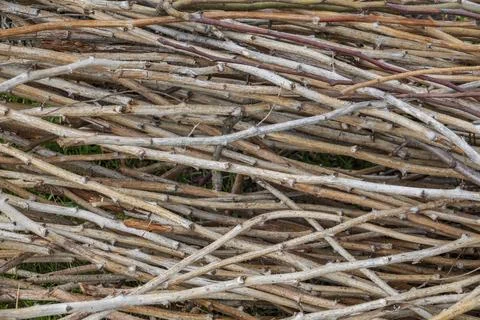 Prickly twigs background 스톡 사진