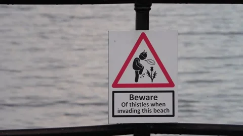 A prickly warning near the tide, take care where sharp thistles hide Stock Footage 343050591