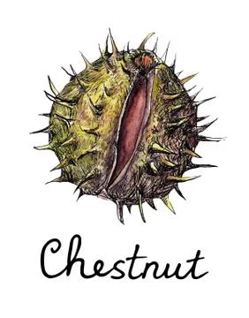 Pricky chestnut opened with green skin and hand written text Stock Illustration