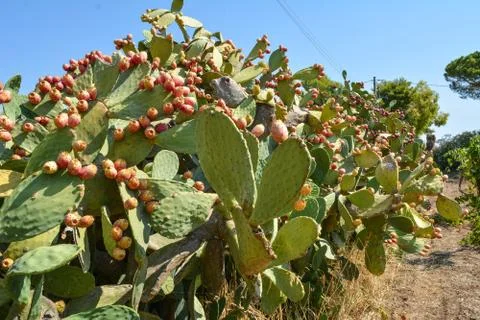 Pricky pears plantation 스톡 사진